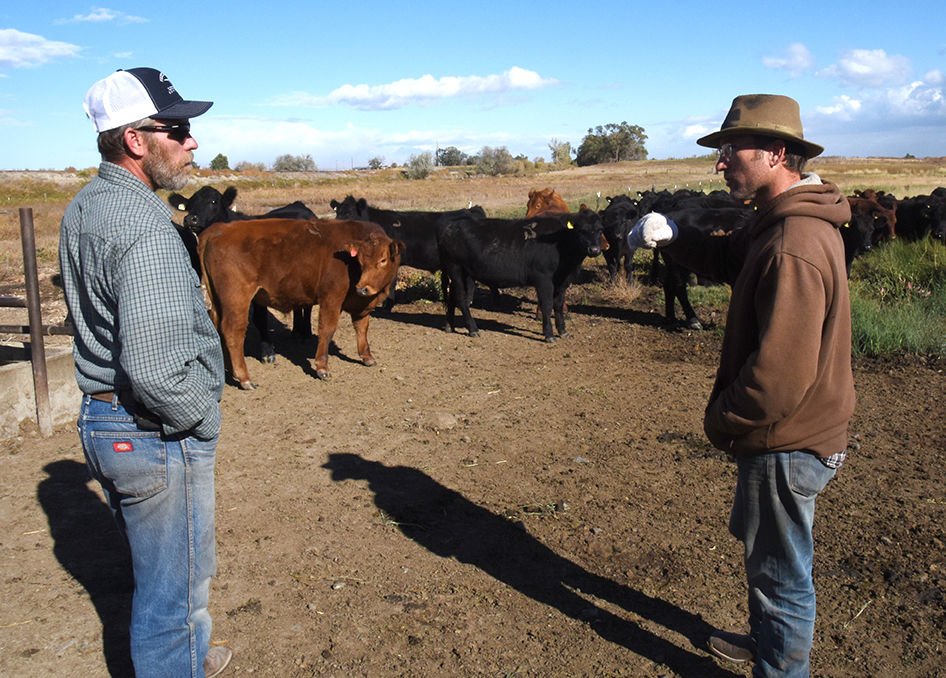 Yakima Valley farmer-ranchers discover benefits of ‘total&nbsp;grazing’